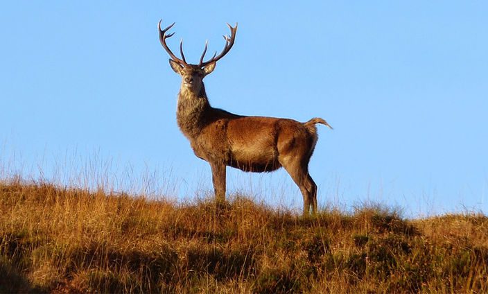 Venison The Story Behind The Game Campbells Meat