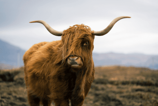Read Scottish Heritage Cattle Breeds and Scotch Beef