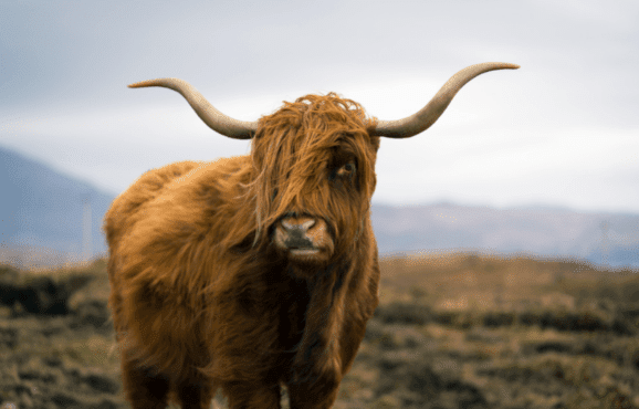 Read Scottish Heritage Cattle Breeds and Scotch Beef